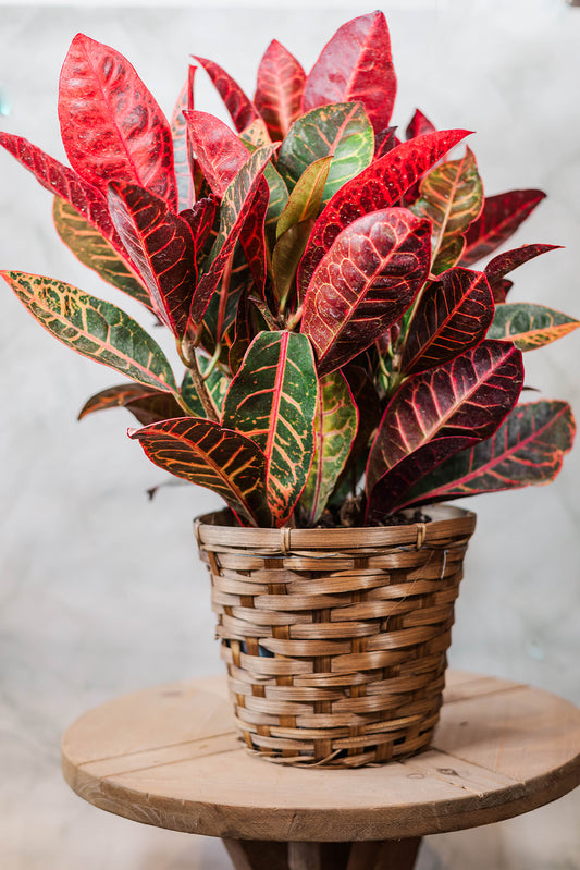 Croton Plant in Basket