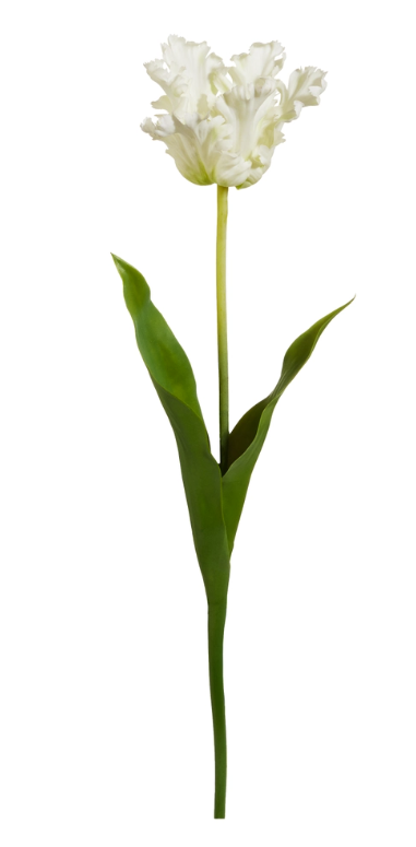 Cream/White Parrot Tulip Stem